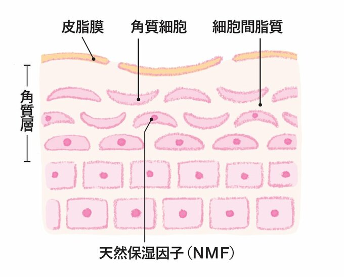バリア機能が低下した肌のイメージ図