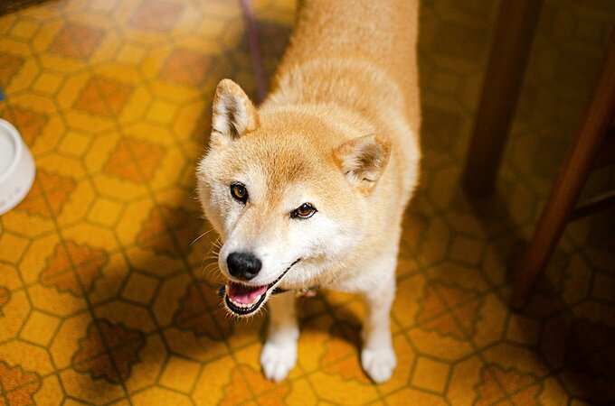 こちらを見上げる