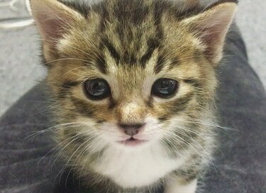 家の床下で「生まれたての子猫」を発見し…保護する際にまず確認したいこと　