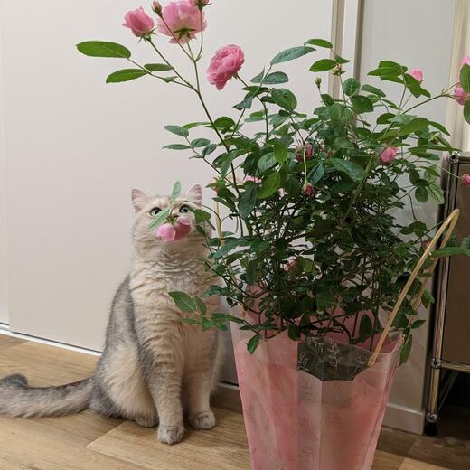 猫とお花