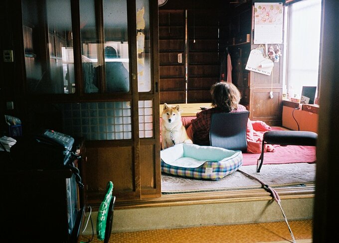 部屋に犬