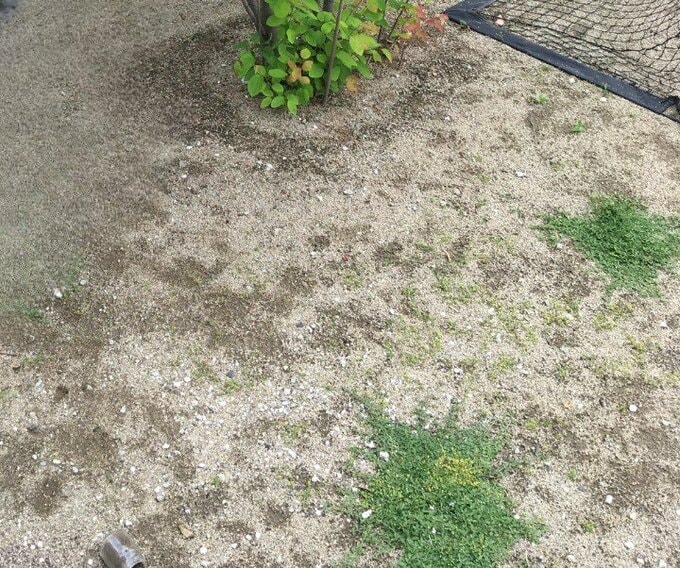 春になり緑の新芽を伸ばし始めたクラピア