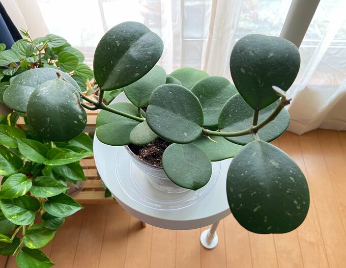 新芽を発見するとうれしい