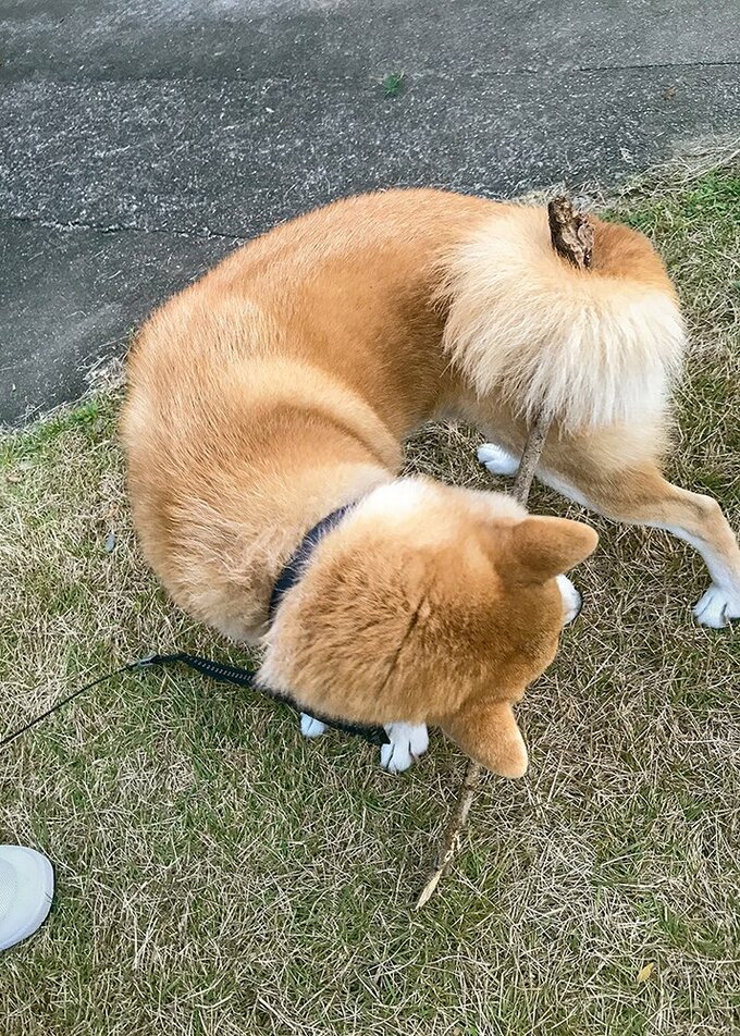 なんて万能なのか木の棒