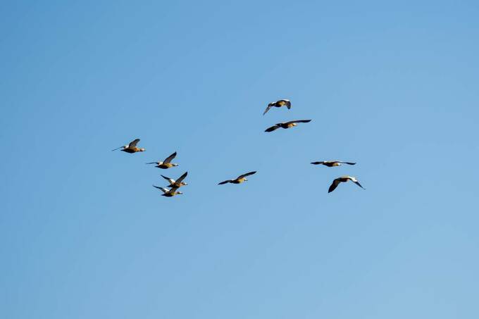 鳥が飛んでいる空