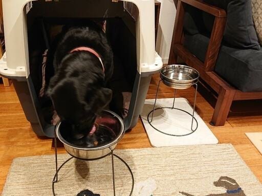 100均の植木鉢台は水飲み用と食事用として2つ購入