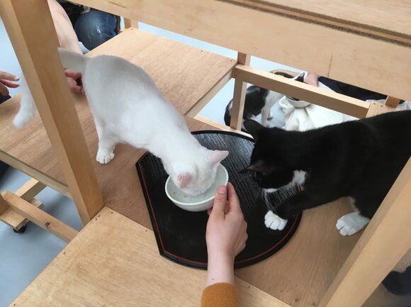 猫用の食事