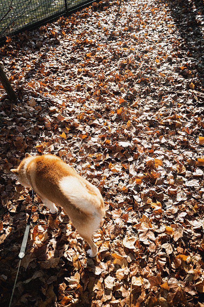 落ち葉と犬