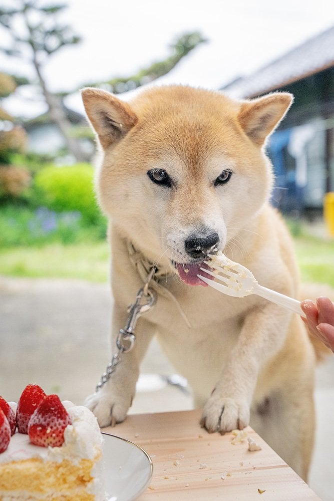 フォークをなめる犬