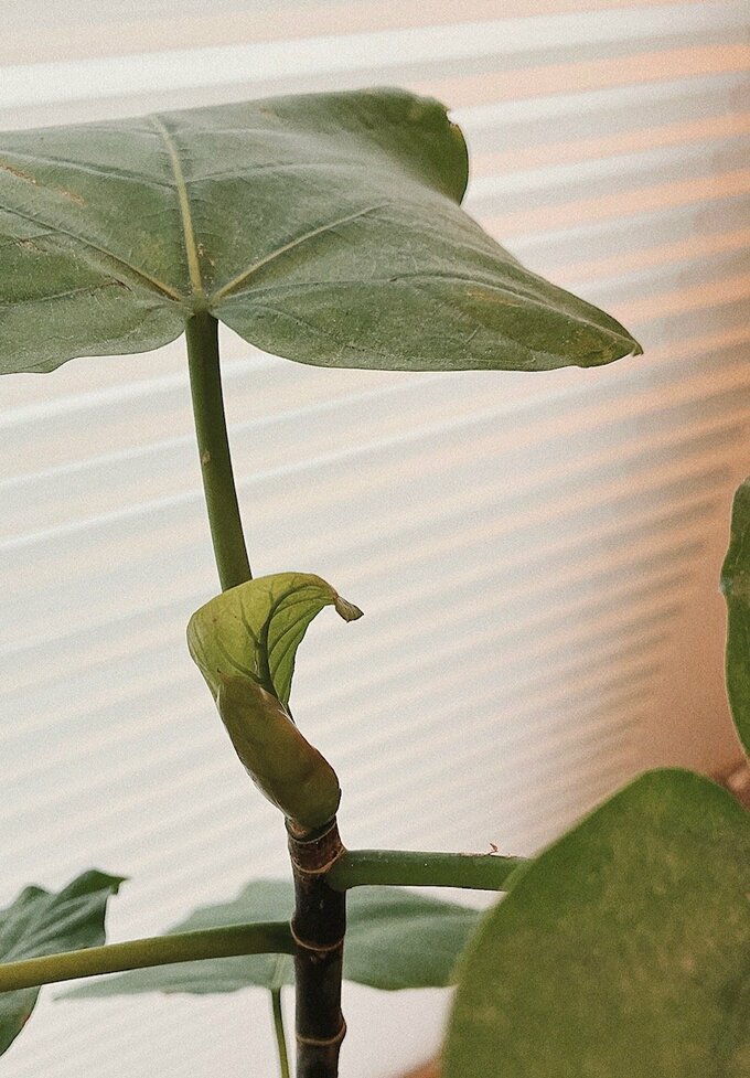 葉っぱが顔を出す