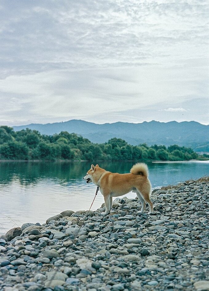 犬の心も繊細に流転している