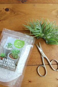 ハサミでカットし、鉢植えに