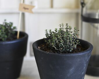 「タイム」を鉢植えでラクに増やす！新鮮なハーブで鶏や白身魚がランクアップ