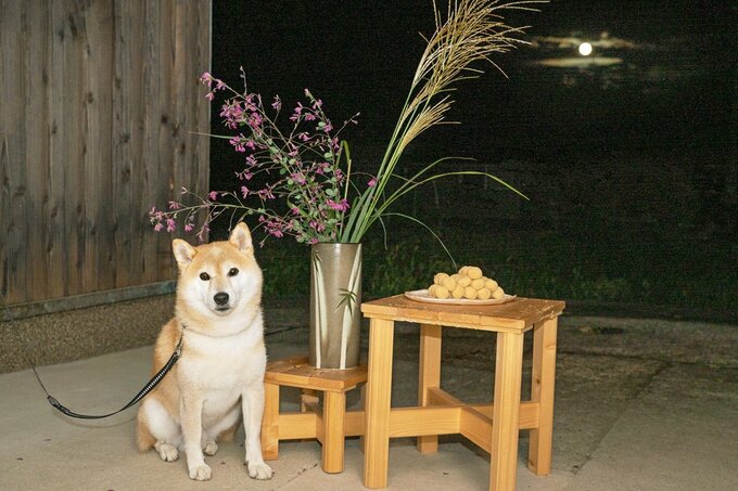 犬とお月見