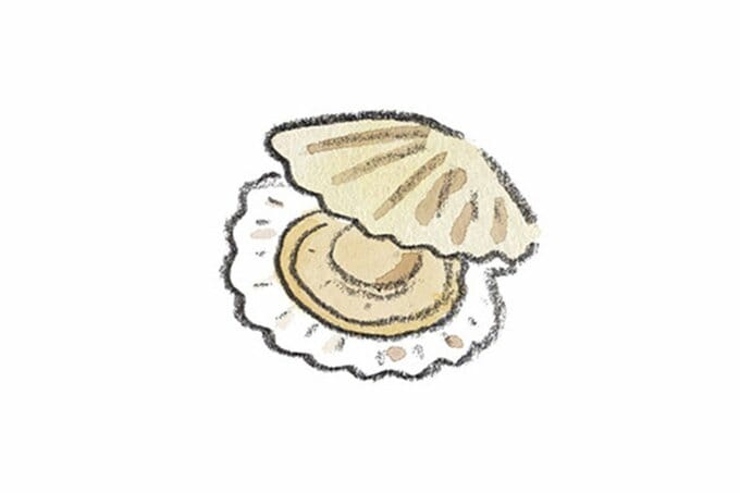 ホタテのイラスト