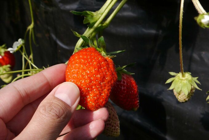 イチゴ