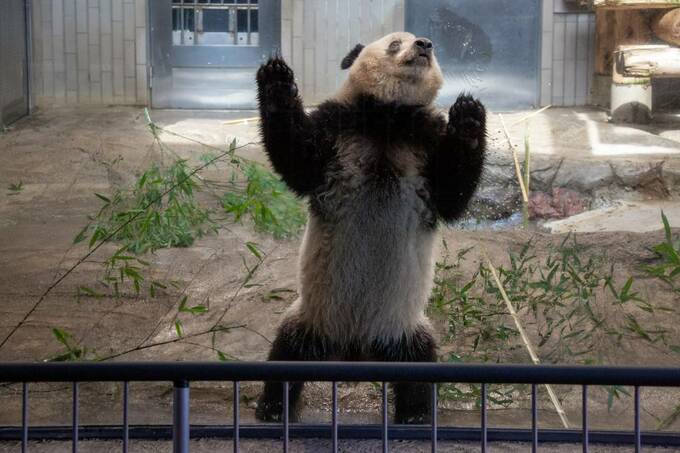 立つパンダ