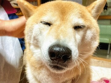 いつも元気な犬がしょんぼり。年末に起きた事件とは＜inubot回覧板＞