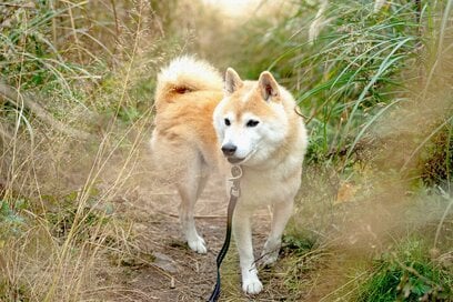 「犬の歯が折れた！」動物の歯医者さんに聞いた意外で大切なこと