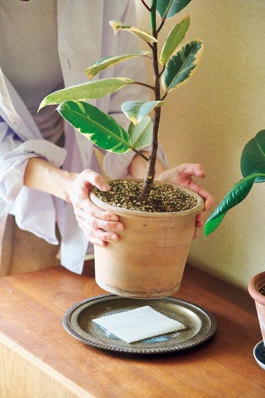 持ち上げられた観葉植物と受け皿の上に敷かれた滑り止めシート
