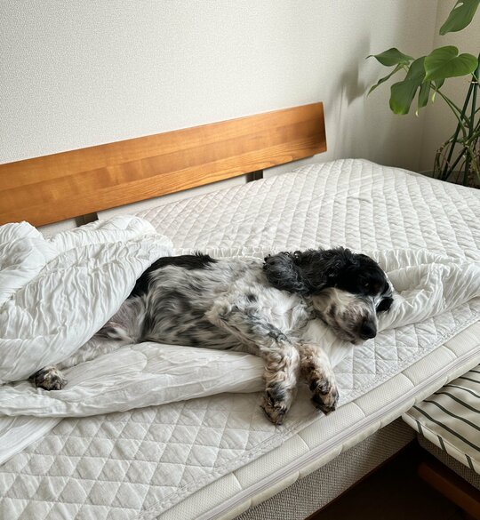 中道さんの飼っている犬