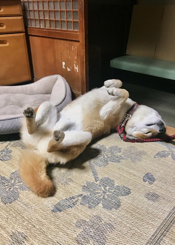 気持ちよさそうに眠る