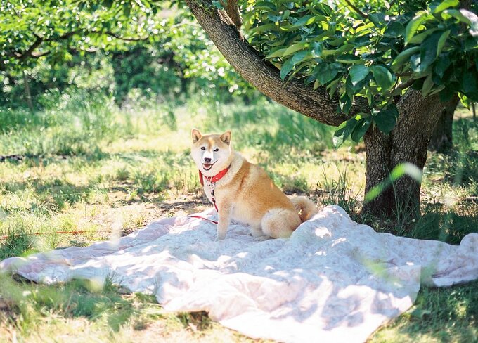 犬の8歳の誕生日 西日本でもっとも平和な光景だったかもしれない Esseonline エッセ オンライン