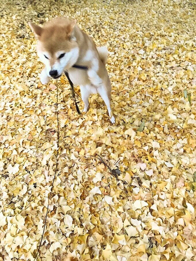 そして右足左足