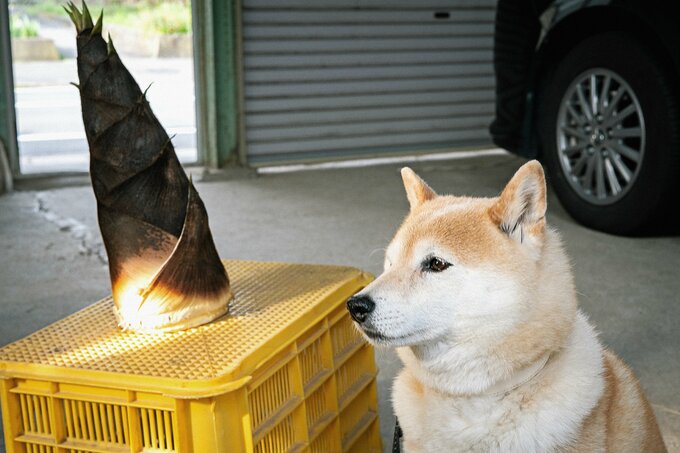 タケノコを見つめる犬