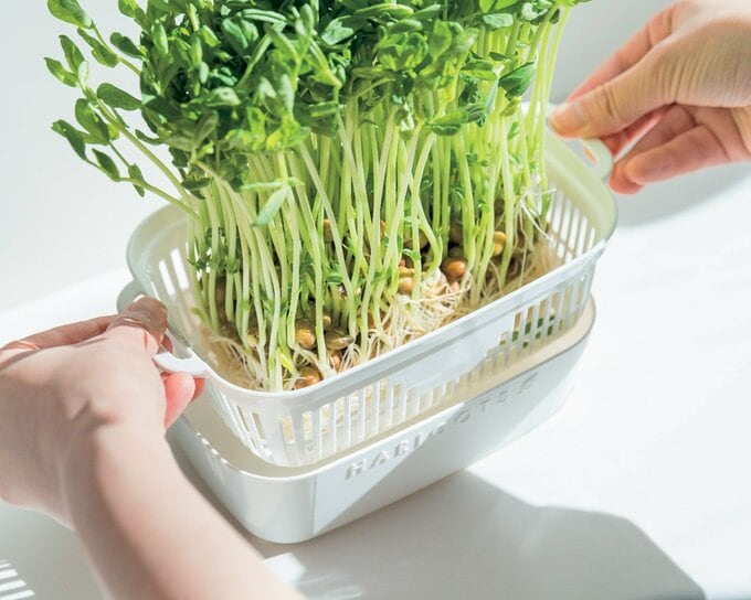 豆苗プランター