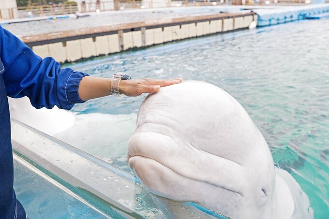 かわいいシロイルカ