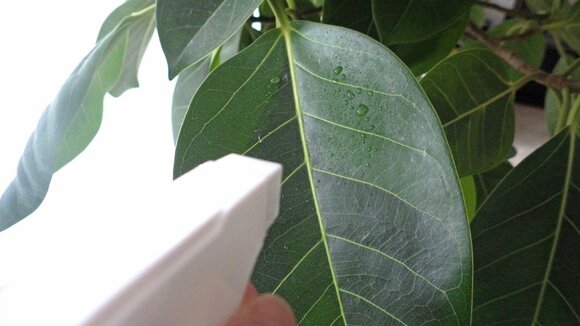 観葉植物のケア