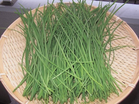株分けして植えれば何度でも収穫できる「ニラ」