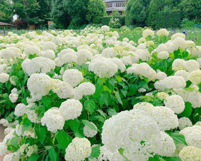 白いアジサイ