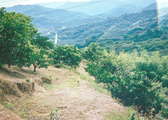 自然のなかの犬