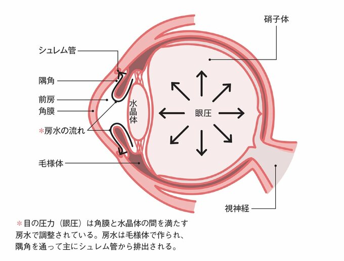目の構造イラスト