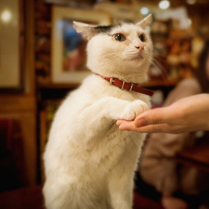 ネコのお手