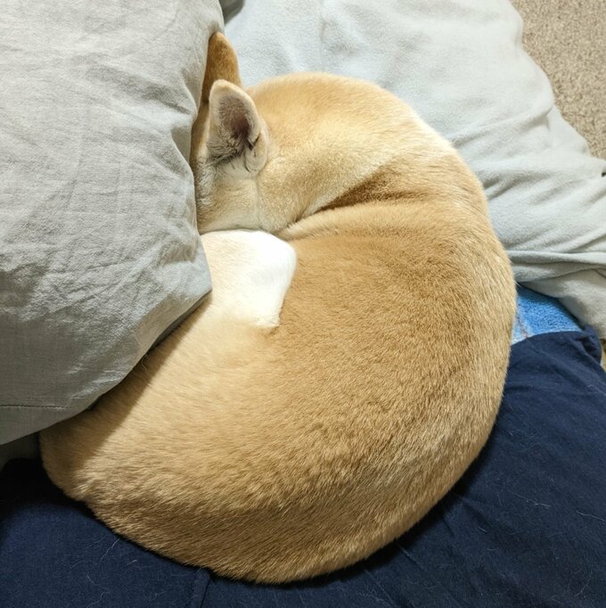 ふわふわのふうちゃん