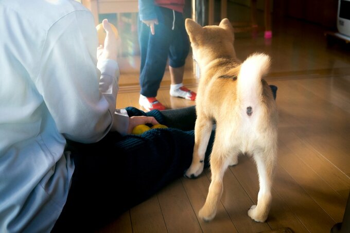 子犬後ろ姿
