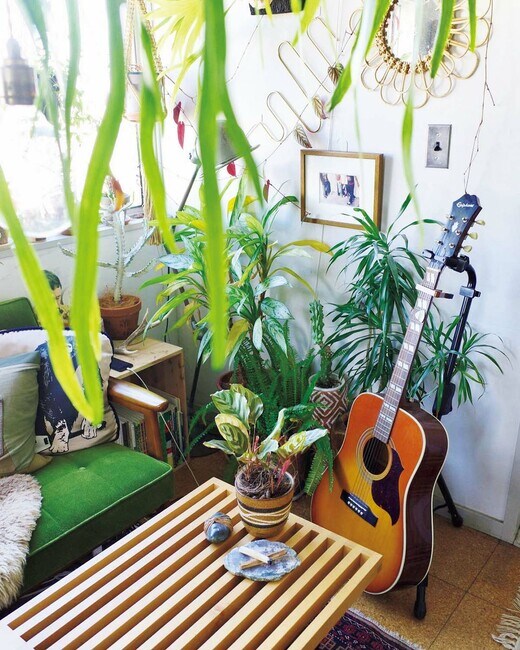 カラテア・マコヤナ