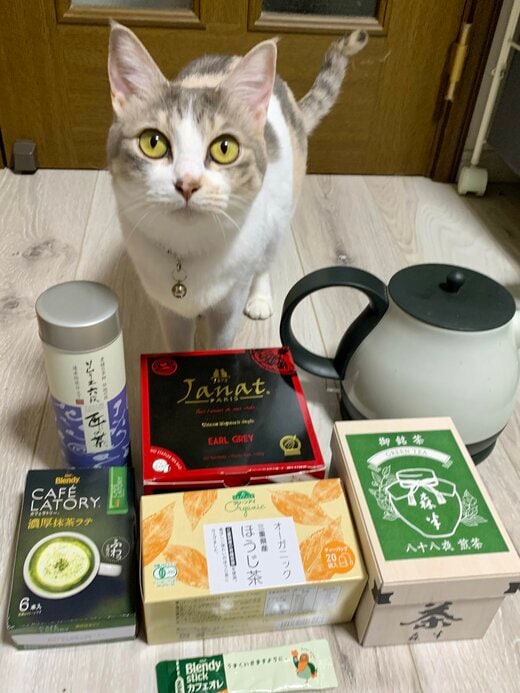 コーヒー、紅茶などの飲み物のパックと一緒に写る猫