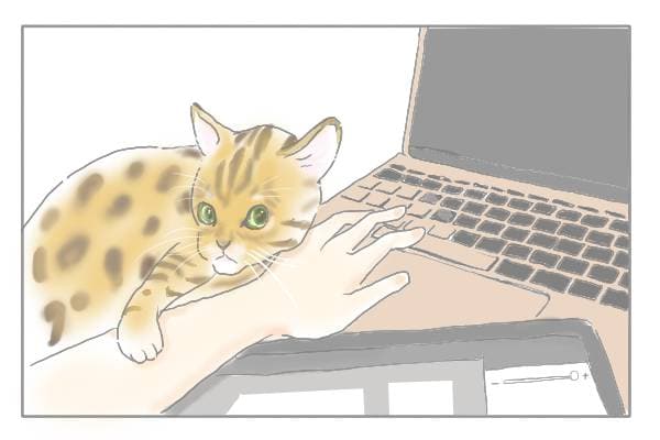 手に寄り添うネコ