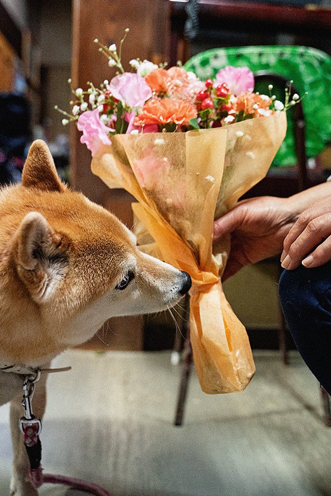 犬と花束