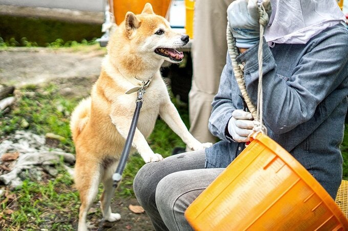 膝の上に足をおく犬