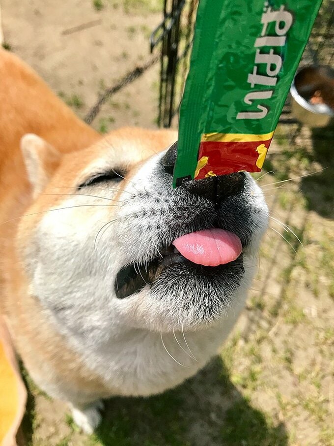 ペットフードと犬