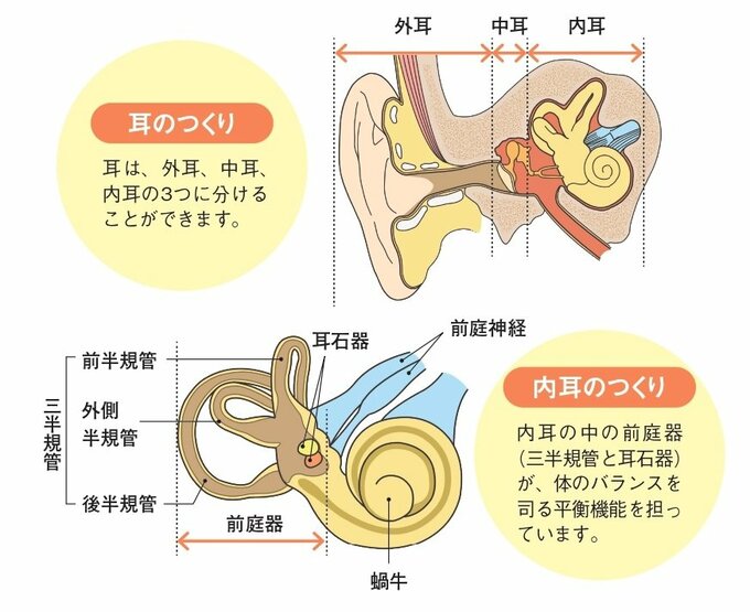 耳のつくり