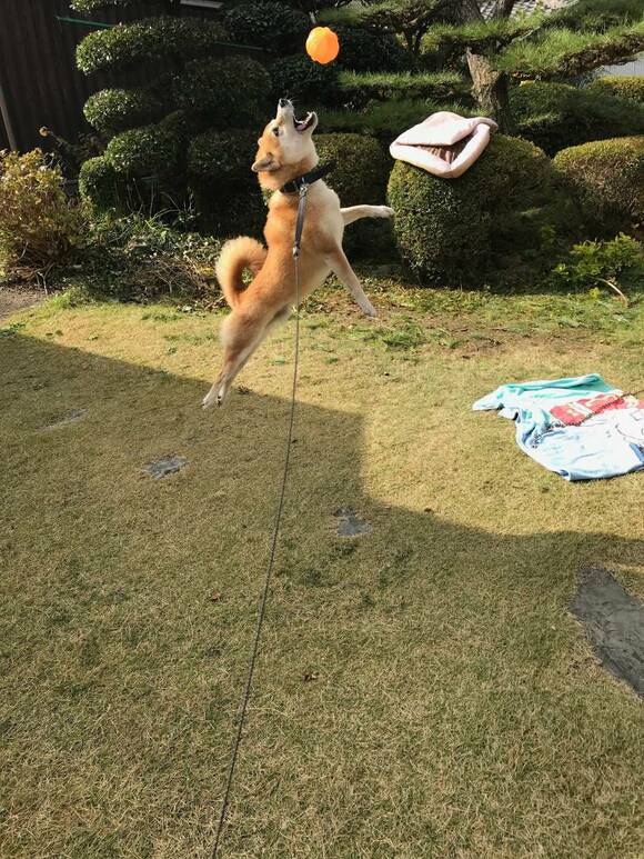 犬が飛び跳ねている写真