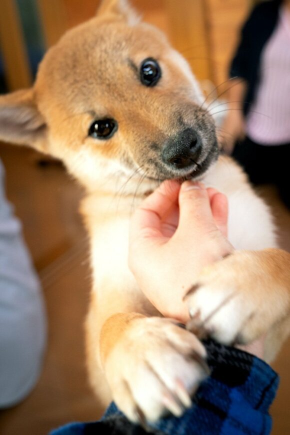 手に抱き着く子犬