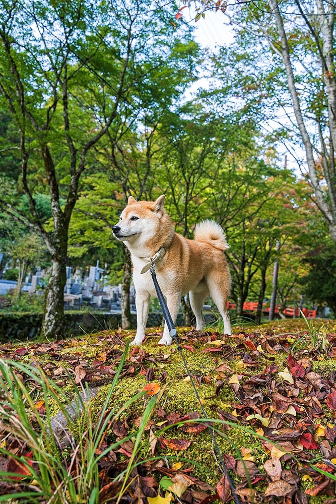 落ち葉と犬
