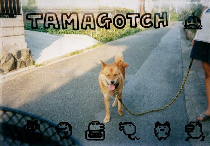 舌を出してやってくる犬